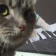 <strong>A nap videója</strong>, csak lestünk! Szaporodnak a zenész macskák a világhálón